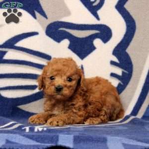 Josh, Toy Poodle Puppy